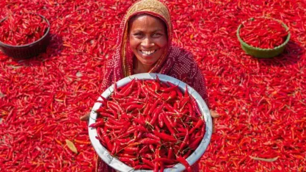 Culture : Les épices telles que le piment ou le curcuma ont-elles vraiment des effets bénéfiques sur la santé ?