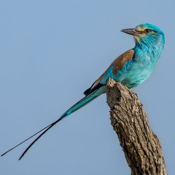 TCHAD – Tourisme : Le Rollier d’Abyssinie, un Allié Écologique aux Couleurs Éclatantes.