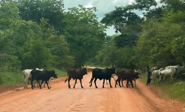 #Tchad #Econome : les exportations de bétail atteignent 220 milliards FCFA en 2024, un bond de 61 % en cinq ans, selon la BEAC