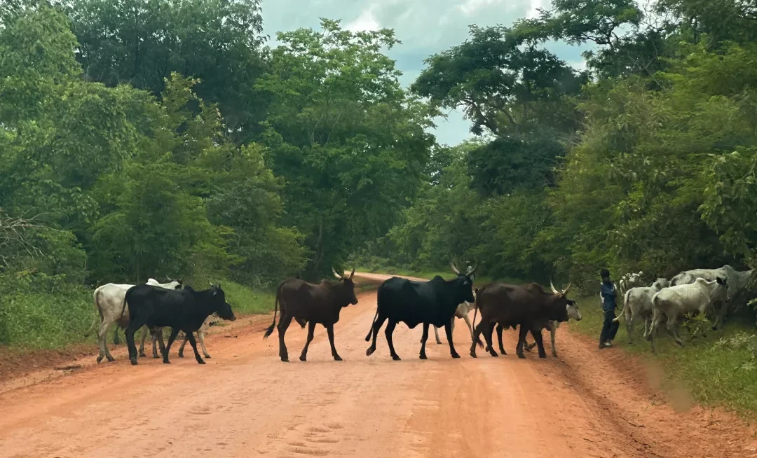 #Tchad #Econome : les exportations de bétail atteignent 220 milliards FCFA en 2024, un bond de 61 % en cinq ans, selon la BEAC